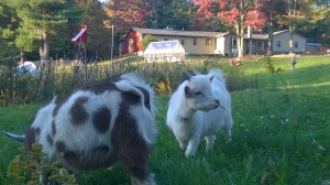 Windows Phone_20141006_010