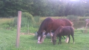 Christy and Lily Grazing in the backyard.