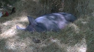 Sally giving birth to her first litter.