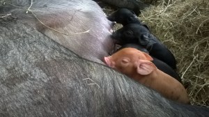 WP_20150810_17_49_59_Pro